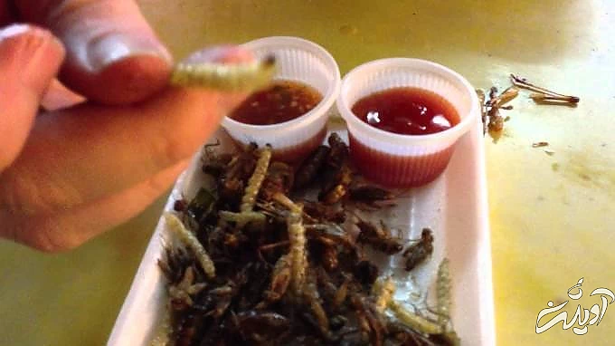 چندش آور ترین غذا های دنیا را بشناسید!/ تصاویر